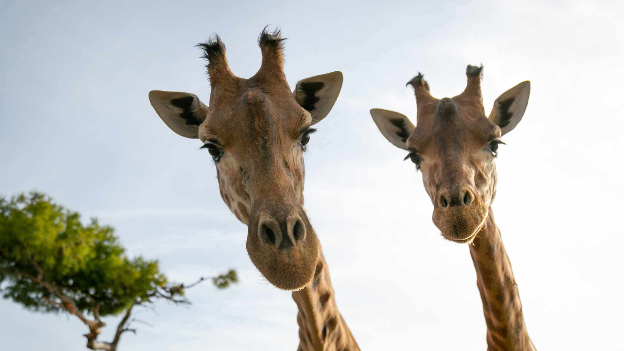 Girafe - Parc animalier de la Barben