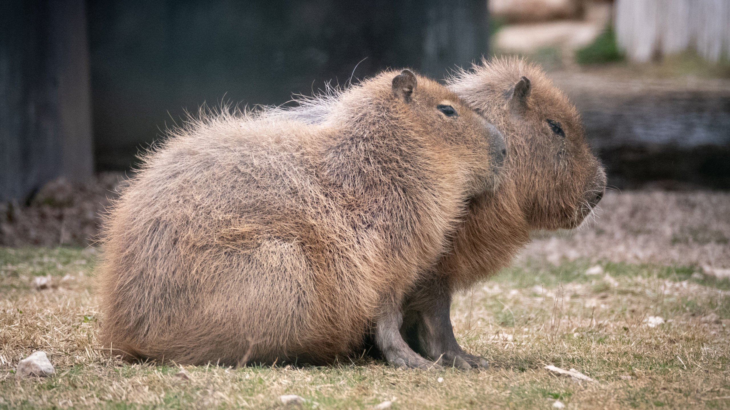 Capybara - Parc animalier de la Barben