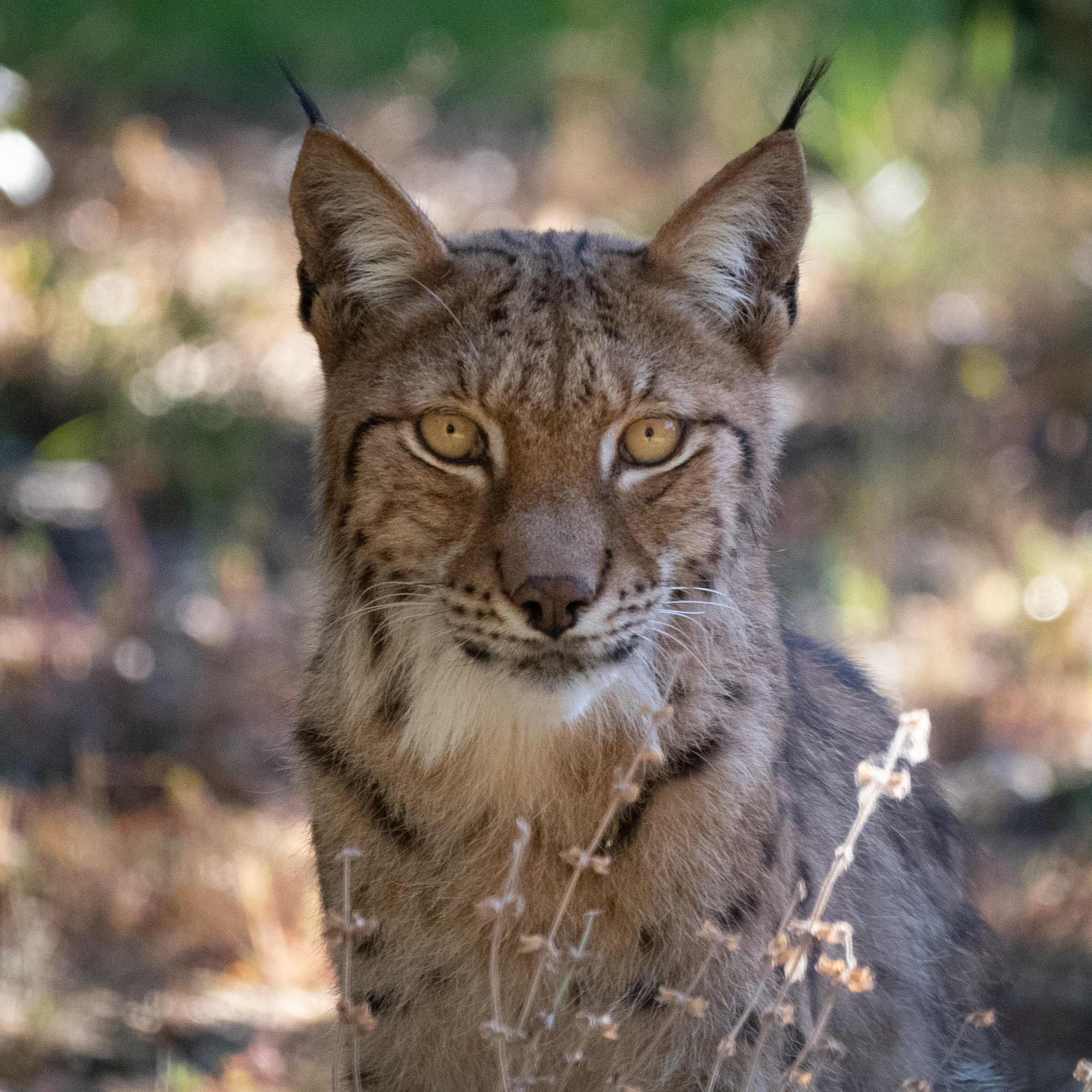 Lynx d'Eurasie Parc animalier de la Barben