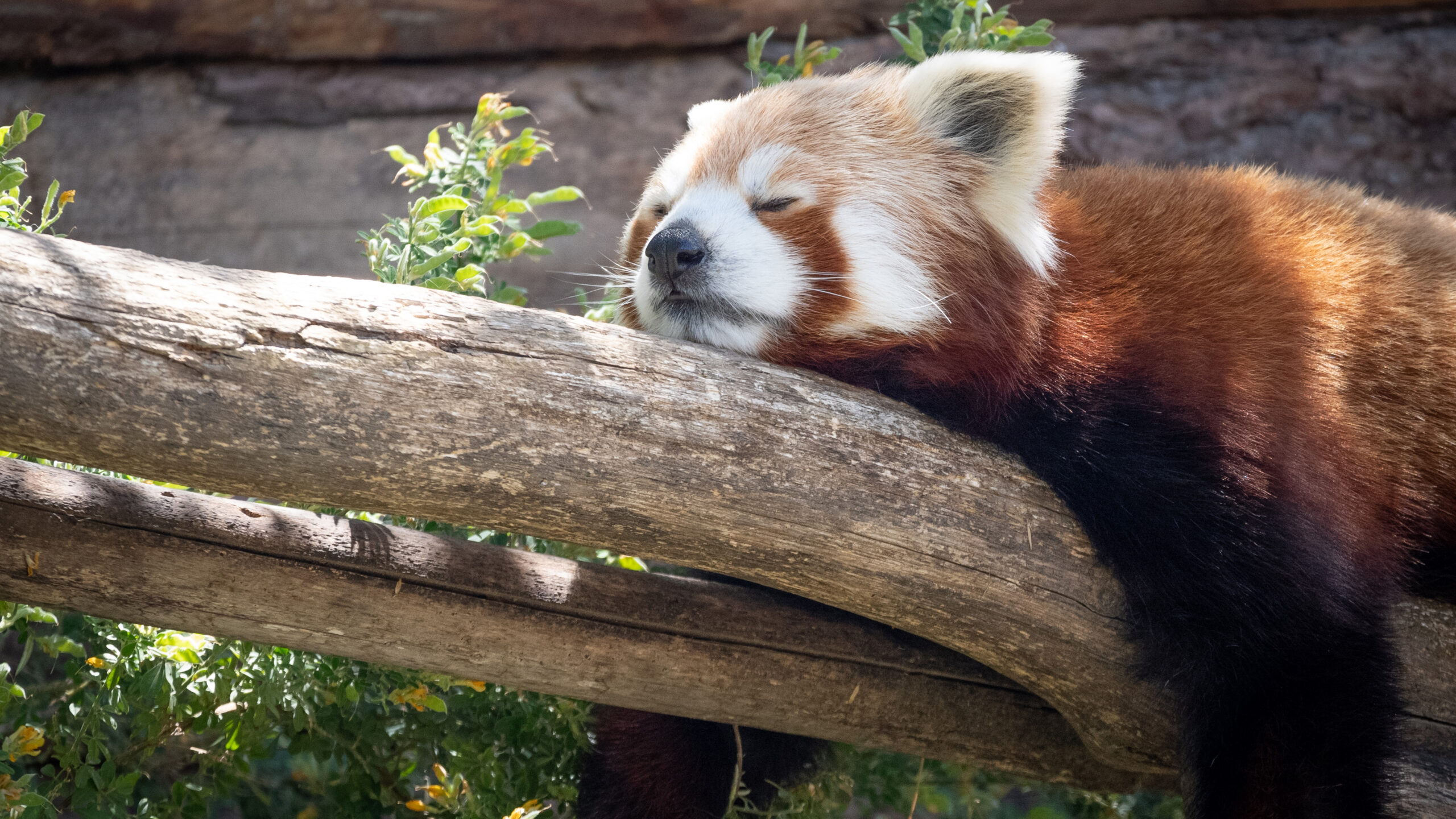 Panda roux - Parc animalier de la Barben