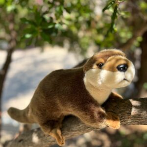 LOUTRE