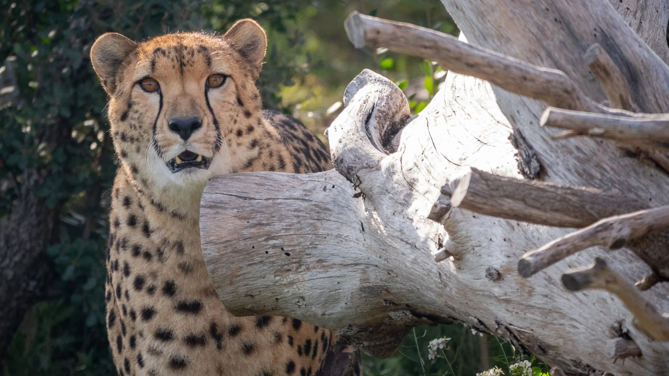 14112020-guepard-scaled-3.jpg