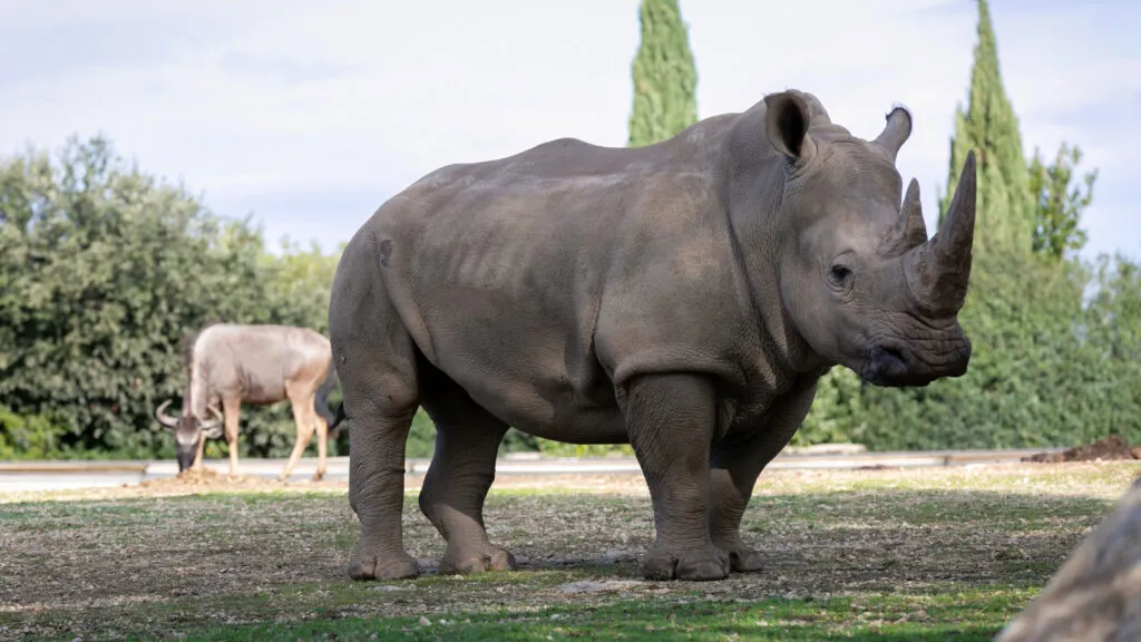 14112020-rhinoceros-4-1-scaled-1.jpg