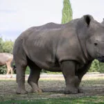 14112020-rhinoceros-4-1-scaled-1.jpg