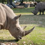 14112020-rhinoceros-7-1-scaled-1.jpg