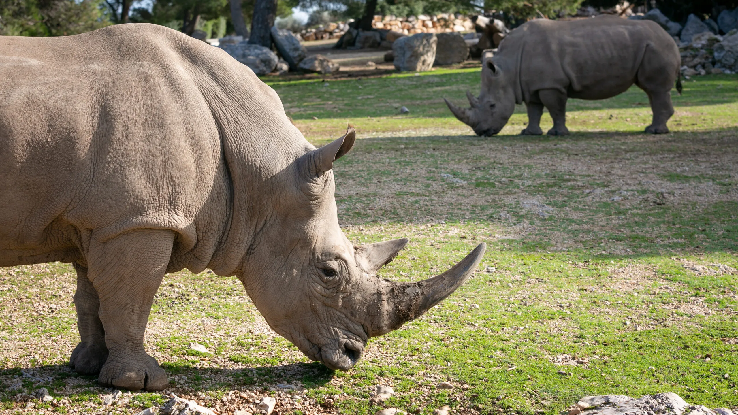 14112020-rhinoceros-7-1-scaled-1.jpg