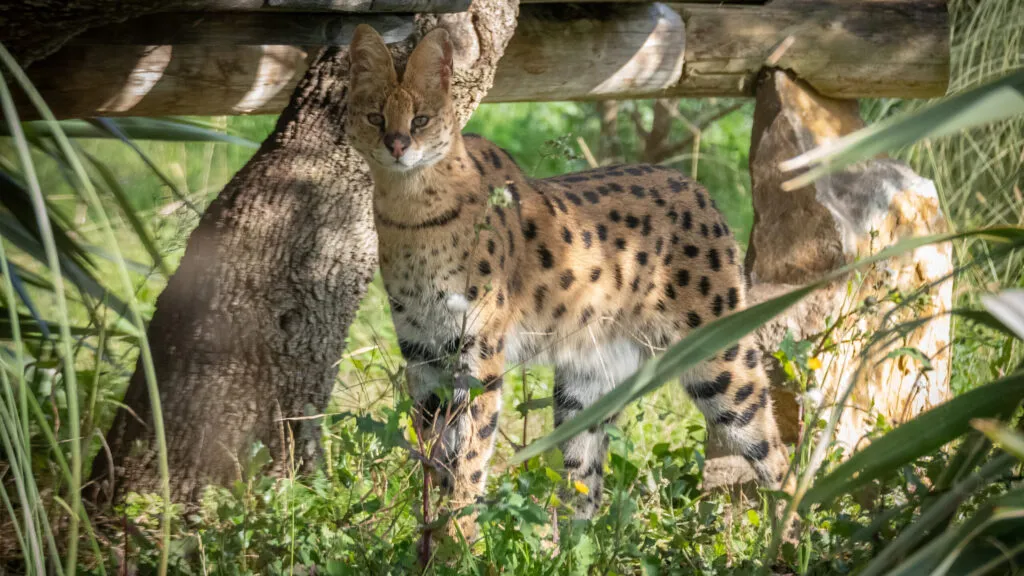14112020-serval-scaled-3.jpg