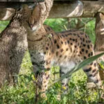14112020-serval-scaled-3.jpg