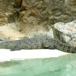 22042022-crocodile-du-Nil-1-1-scaled-1.jpg