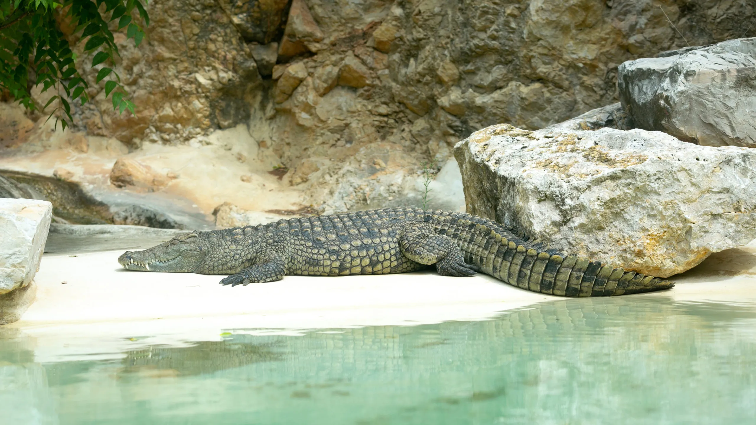 22042022-crocodile-du-Nil-1-1-scaled-1.jpg