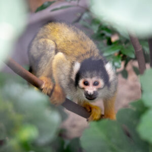 Squirrel monkey