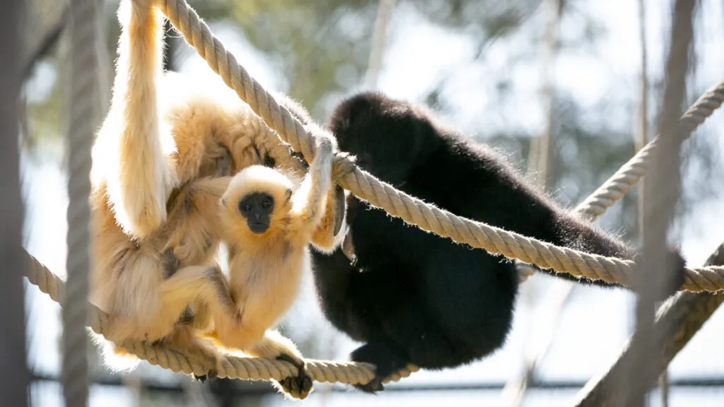 31032022-bebe-gibbon-2-2.jpg