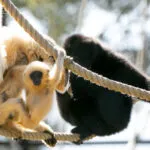 31032022-bebe-gibbon-2-2.jpg