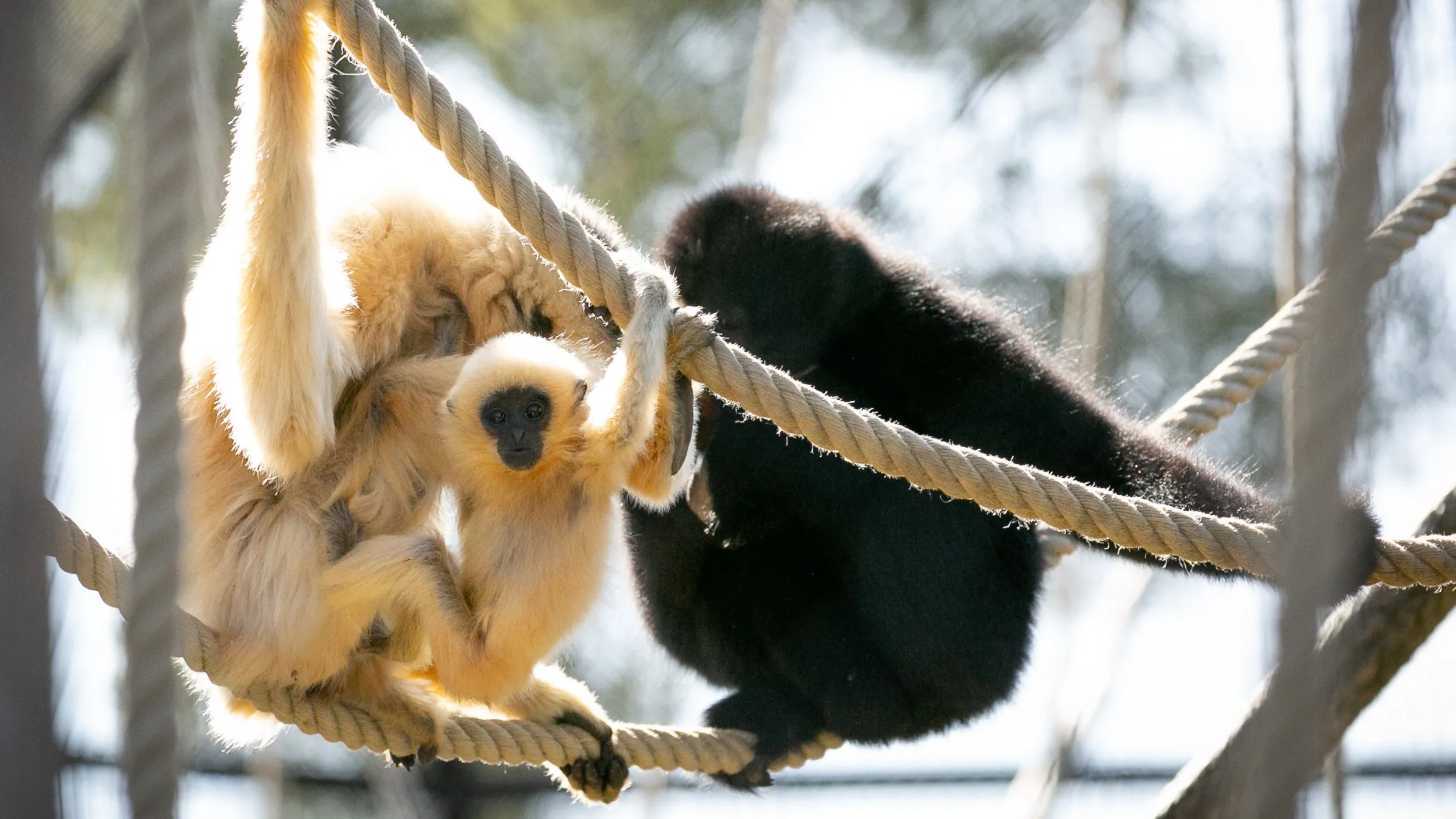 31032022-bebe-gibbon-2-2.jpg