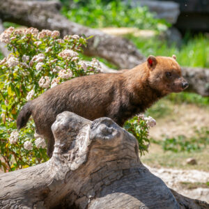 Bush Dog