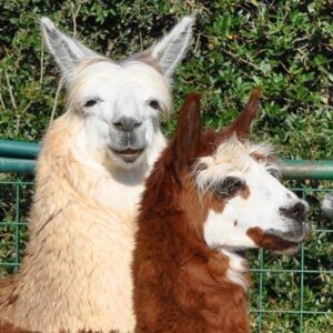 Alpaca
