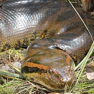 Green anaconda