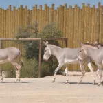 Ane-de-Somalie-fiche-2.jpg