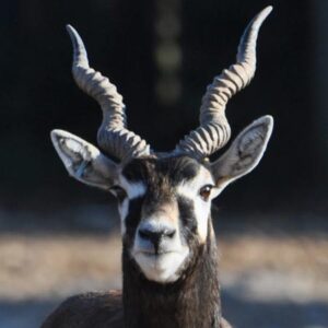Antilope cervicapre