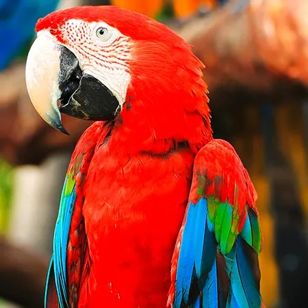 Ara-chloroptere.jpg