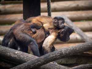 Brown Capuchin
