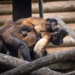 Brown Capuchin
