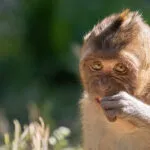 Bebe-macaque-25042021-3-scaled-3.jpg