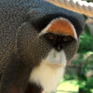 Cercopithecus of Brazza
