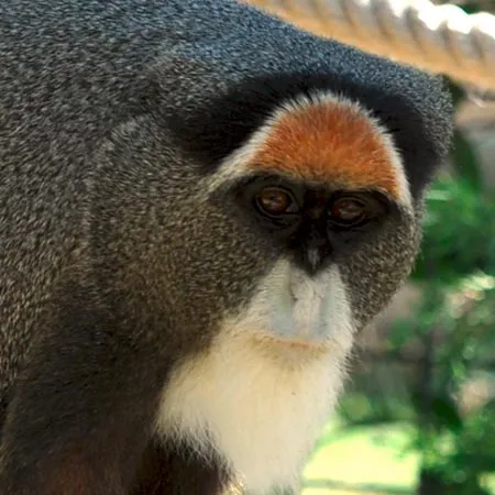 Cercopithecus of Brazza