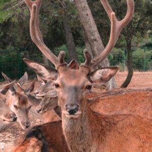 Red deer