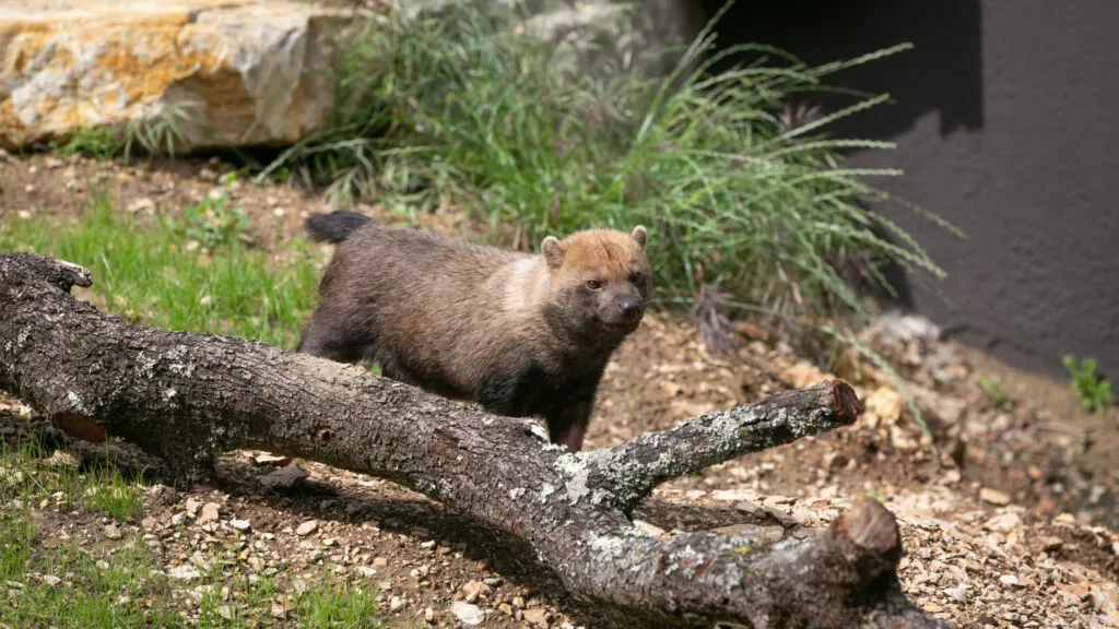 Chien-des-buissons-06062021-6-scaled-3.jpg