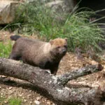 Chien-des-buissons-06062021-6-scaled-3.jpg