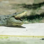 Crocodile-du-Nil-25062021-1-scaled-1.jpg