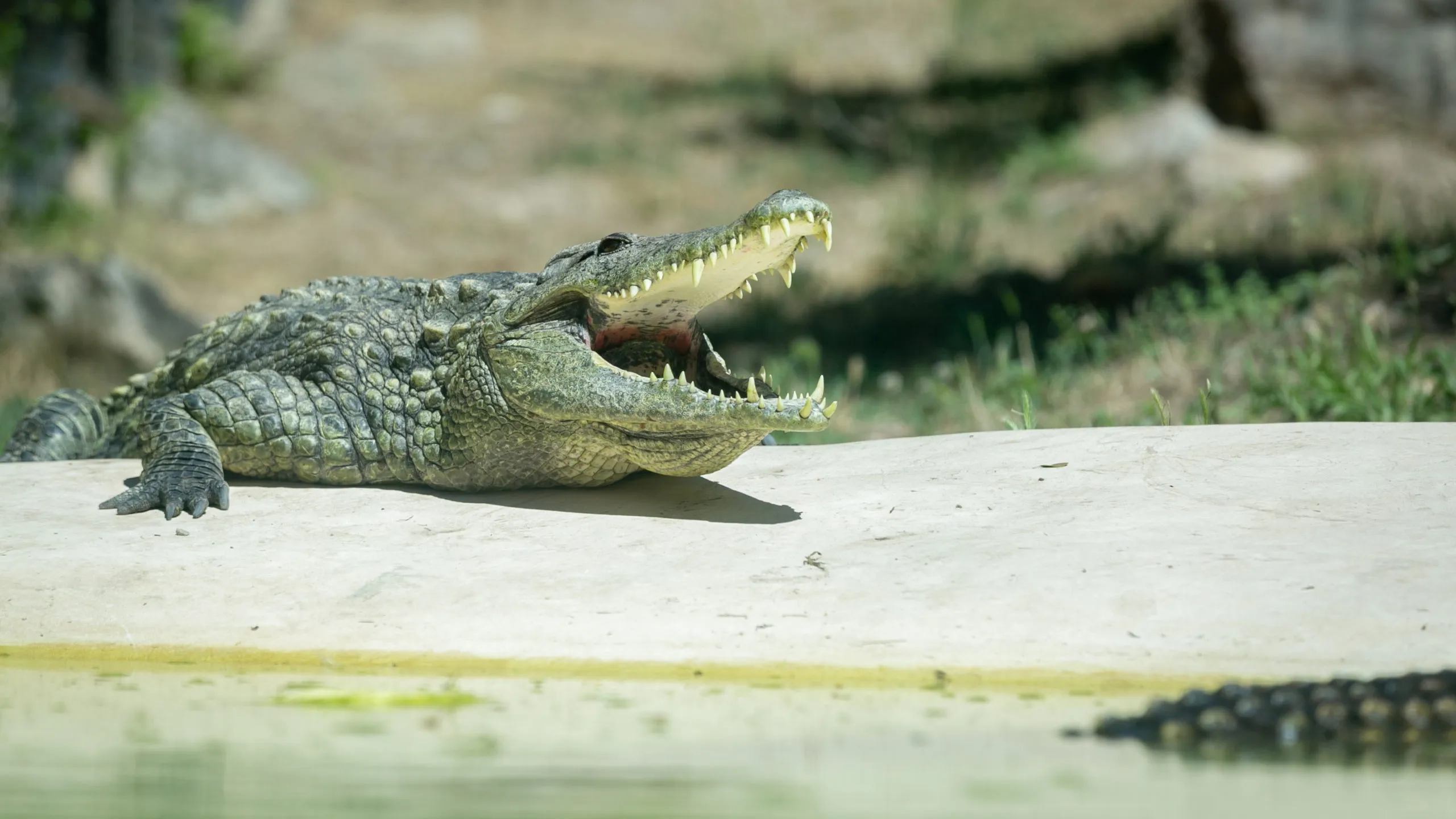 Crocodile-du-Nil-25062021-1-scaled-1.jpg