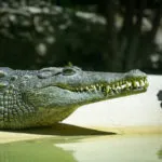 Nile crocodile