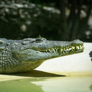 Nile crocodile