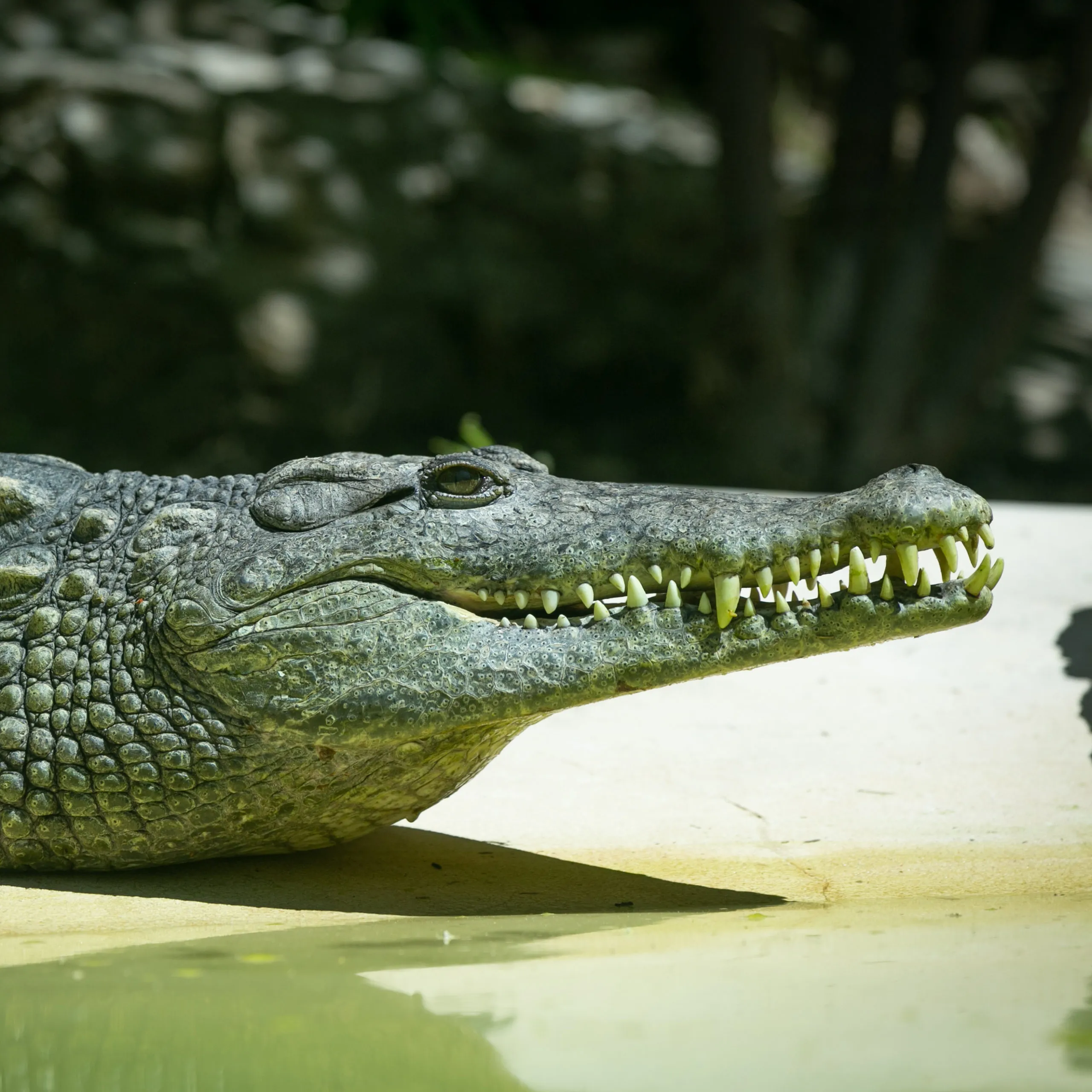 Nile crocodile
