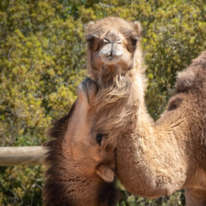 Camel