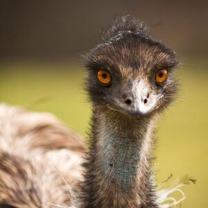 Emu