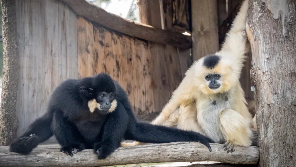 Gibbon-14052021-3-scaled-3.jpg