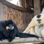 Gibbon-14052021-3-scaled-3.jpg
