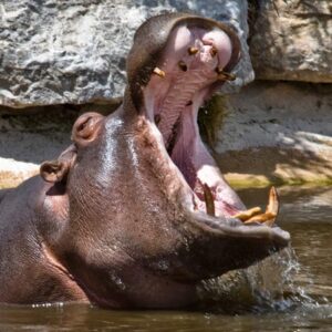 Hippopotamus
