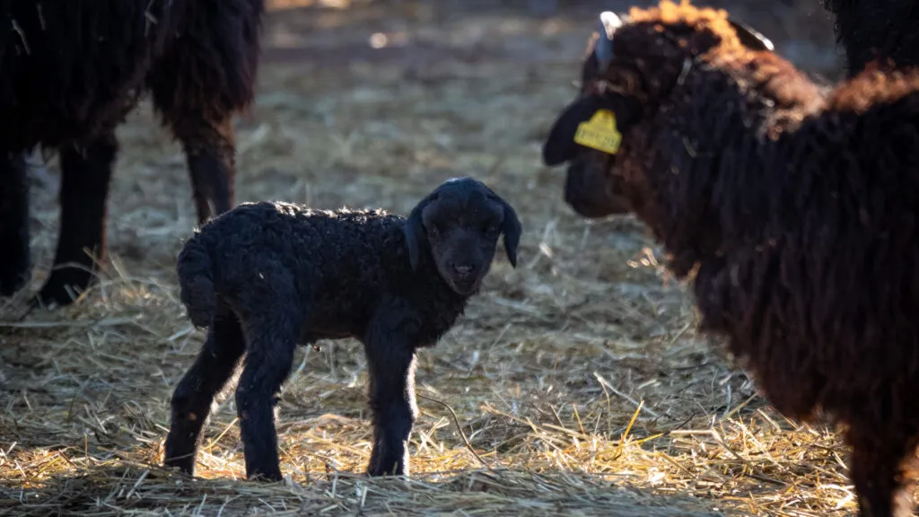 Moutons-Karakul-19012021-3-1-scaled-1.jpg