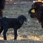 Moutons-Karakul-19012021-3-1-scaled-1.jpg