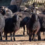 Moutons-Karakul-19012021-5-1-scaled-1.jpg