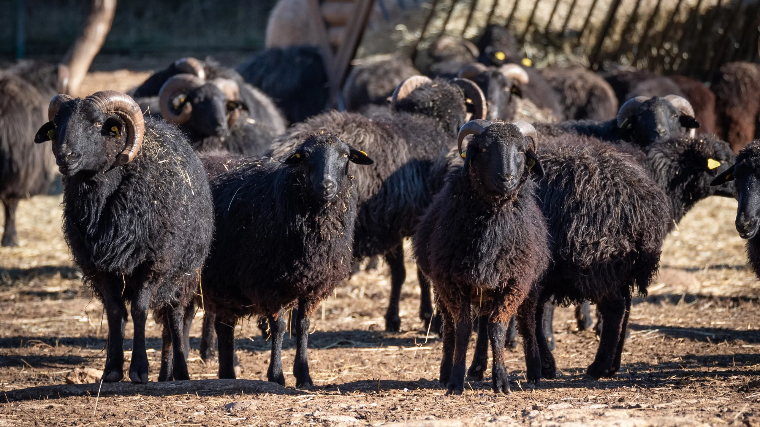 Moutons-Karakul-19012021-5-1-scaled-1.jpg