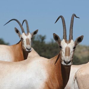 Gazelle Oryx