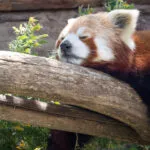 Panda-roux-14052021-2-scaled-3.jpg