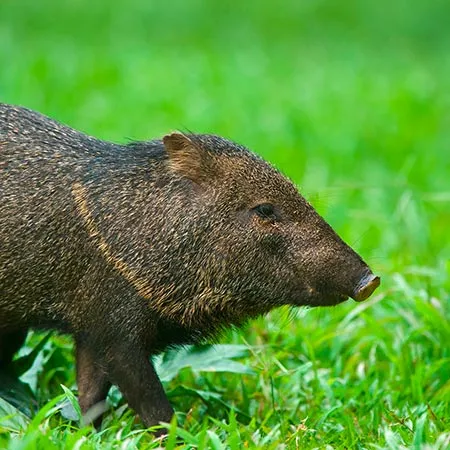 Pecari1.jpg
