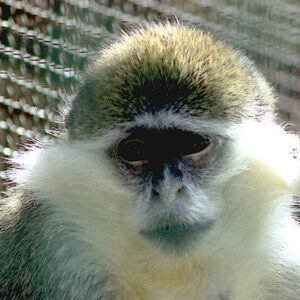Vervet, rivet and green monkey
